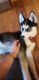 Alaskan Husky Puppies for sale in Erie, PA 16506, USA. price: NA
