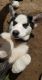 Alaskan Husky Puppies for sale in Denver, CO, USA. price: $500