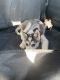 Alaskan Husky Puppies for sale in Charleston, SC, USA. price: NA