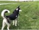 Alaskan Husky Puppies for sale in 11322 Franklin Plaza, Omaha, NE 68154, USA. price: $900