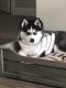 Alaskan Husky Puppies for sale in Zephyrhills, FL 33543, USA. price: NA