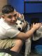 Alaskan Husky Puppies for sale in Yonkers, NY 10701, USA. price: NA