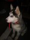 Alaskan Husky Puppies for sale in Bayview, ID 83803, USA. price: NA
