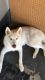 Alaskan Husky Puppies for sale in Pasco, WA 99301, USA. price: $500