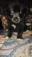 Alaskan Husky Puppies for sale in Caldwell, TX 77836, USA. price: NA