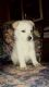 Alaskan Husky Puppies for sale in Caldwell, TX 77836, USA. price: $300