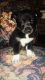 Alaskan Husky Puppies for sale in Caldwell, TX 77836, USA. price: $300