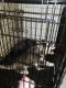 Alaskan Husky Puppies for sale in Bakersfield, CA, USA. price: NA