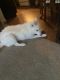 Alaskan Husky Puppies for sale in Manteca, CA, USA. price: $1,350