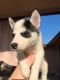 Alaskan Husky Puppies for sale in Rialto, CA, USA. price: NA