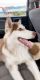 Alaskan Husky Puppies for sale in Arlington, TX 76012, USA. price: NA