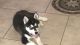 Alaskan Husky Puppies for sale in 5763 Honeysuckle Dr, West Palm Beach, FL 33415, USA. price: NA