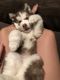 Alaskan Husky Puppies for sale in Denver, CO, USA. price: $1,400