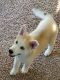Alaskan Husky Puppies for sale in Columbus, OH, USA. price: $850