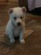 Alaskan Husky Puppies for sale in North Chesterfield, VA 23237, USA. price: $750