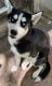 Alaskan Husky Puppies for sale in Thayer, MO 65791, USA. price: NA