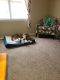 Alaskan Husky Puppies for sale in Watkinsville, GA 30677, USA. price: NA