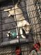 Alaskan Husky Puppies for sale in Clarksville, TN, USA. price: NA