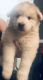 Alaskan Husky Puppies for sale in Houston, TX, USA. price: $400