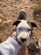 Alaskan Husky Puppies for sale in Laramie, WY, USA. price: NA