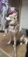 Alaskan Husky Puppies for sale in Maiden, NC, USA. price: $500