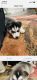 Alaskan Husky Puppies for sale in Fort Washington, MD, USA. price: $1,000