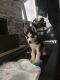 Alaskan Husky Puppies for sale in Fort Washington, MD, USA. price: NA