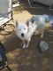 Alaskan Husky Puppies for sale in 4726 Mitchell Ave, Riverside, CA 92505, USA. price: NA