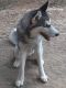 Alaskan Husky Puppies for sale in New Albany, MS 38652, USA. price: $300