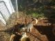 Alaskan Husky Puppies for sale in Winston-Salem, NC, USA. price: NA