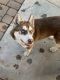 Alaskan Husky Puppies for sale in N 67th Ave & Thomas Rd, Phoenix, AZ 85035, USA. price: $500