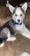 Alaskan Husky Puppies for sale in Montgomery, TX, USA. price: NA