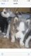 Alaskan Husky Puppies for sale in Apple Valley, CA, USA. price: NA