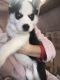 Alaskan Husky Puppies for sale in Orange County, CA, USA. price: $500