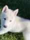 Alaskan Husky Puppies for sale in Santa Maria, CA, USA. price: $650