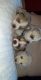Alaskan Husky Puppies for sale in Houston, TX, USA. price: $600