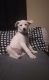Alaskan Husky Puppies for sale in Independence, MO, USA. price: NA
