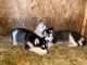 Alaskan Husky Puppies for sale in 2947 SE 138th Ave, Portland, OR 97236, USA. price: NA