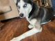 Alaskan Husky Puppies for sale in Lee County, FL, USA. price: NA