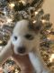 Alaskan Husky Puppies for sale in Montgomery, AL, USA. price: $700