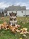 Alaskan Husky Puppies for sale in S Main St, South Bound Brook, NJ, USA. price: $1,000