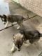 Alaskan Husky Puppies for sale in Morris, IL 60450, USA. price: NA