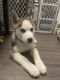 Alaskan Husky Puppies for sale in Carlisle, PA 17013, USA. price: NA