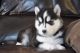 Alaskan Husky Puppies for sale in 6531 Albany St, Huntington Park, CA 90255, USA. price: NA