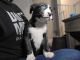 Alaskan Husky Puppies for sale in Sacramento, CA 95827, USA. price: NA