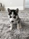 Alaskan Husky Puppies for sale in Nashville, TN, USA. price: NA