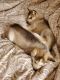 Alaskan Husky Puppies for sale in Altamonte Springs, FL 32701, USA. price: NA