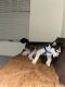 Alaskan Husky Puppies for sale in Columbia, SC, USA. price: NA