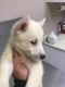 Alaskan Husky Puppies for sale in Jacksonville, FL, USA. price: $800