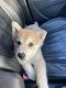 Alaskan Husky Puppies for sale in Vacaville, CA, USA. price: NA